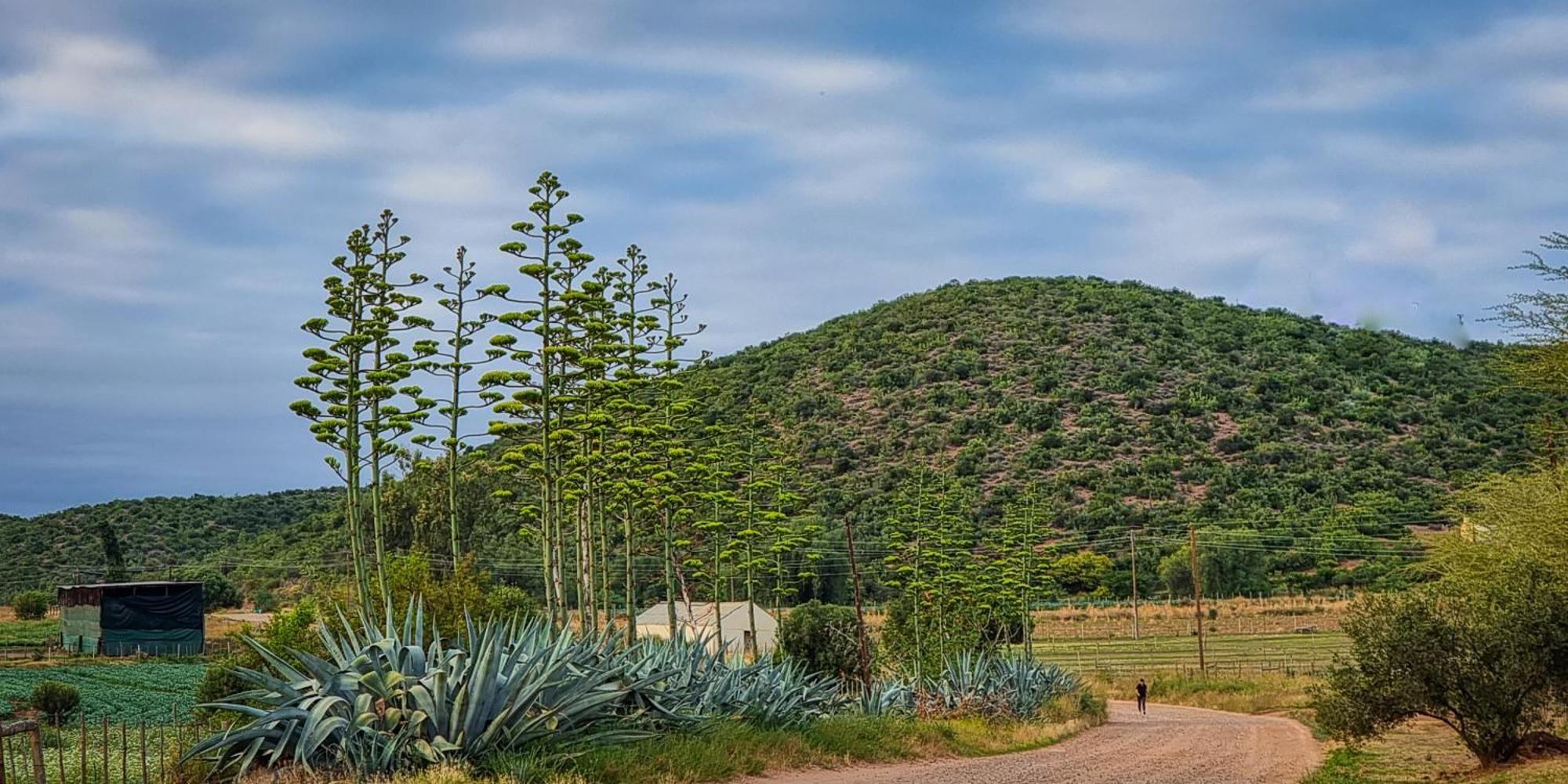 Berluda Farmhouse And Cottages Oudtshoorn Exteriör bild